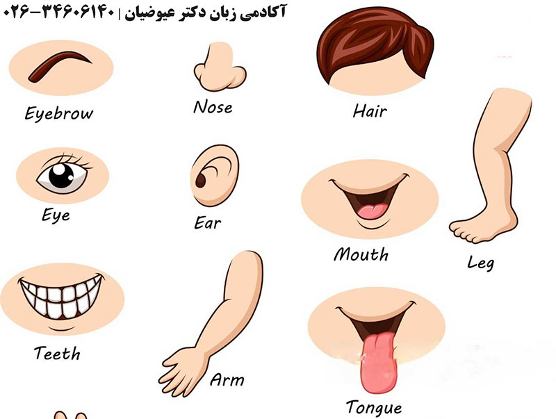 لیست کامل اسامی اعضای بدن به زبان انگلیسی