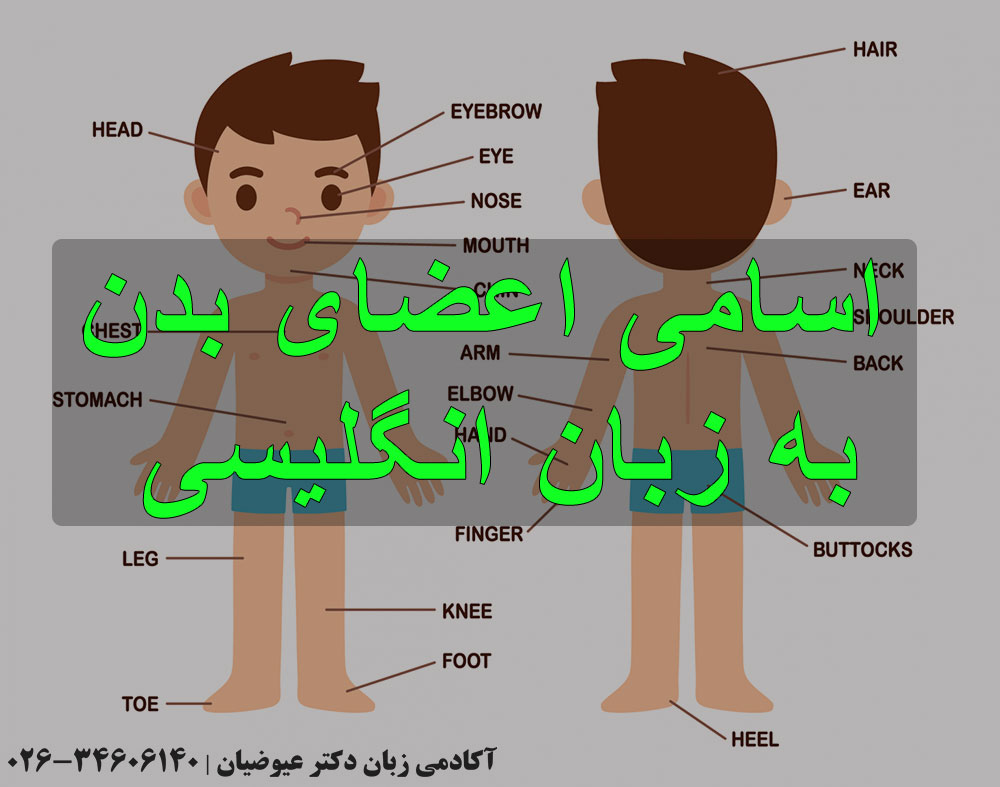 لیست کامل اسامی اعضای بدن به زبان انگلیسی
