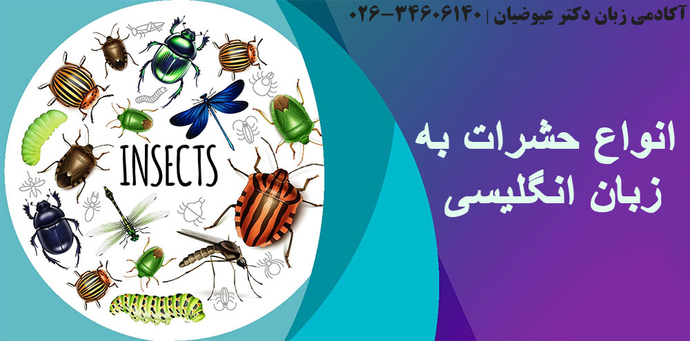 انواع حشرات به زبان انگلیسی
