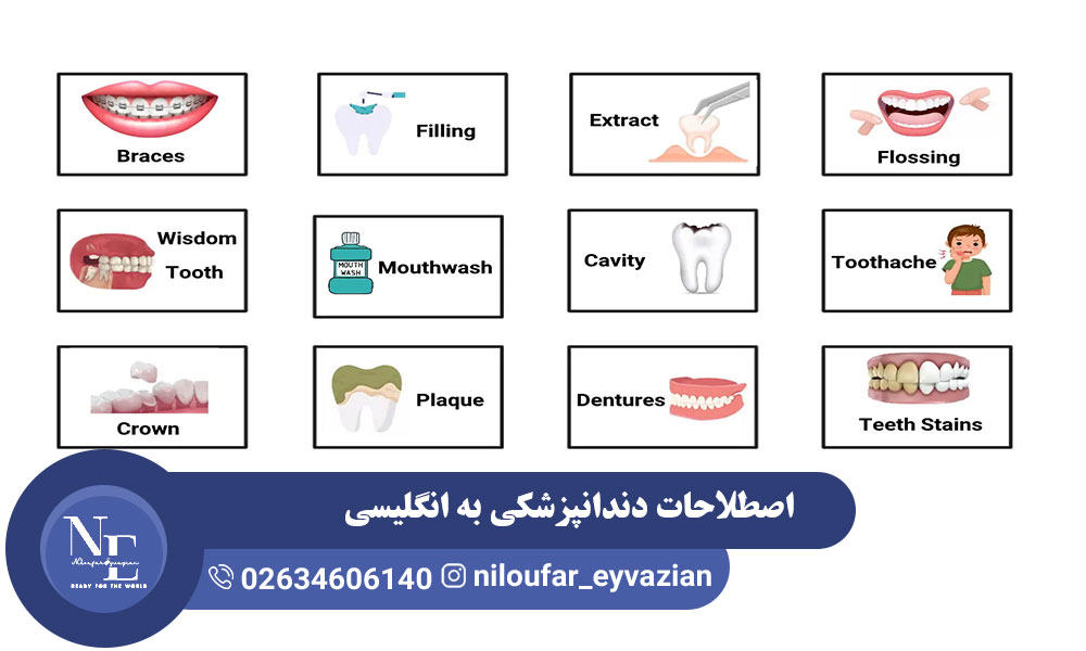 اصطلاحات دندانپزشکی به انگلیسی